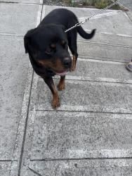 Found/Stray Male Dog last seen Old Mclellan Rd, 57 avenue, Surrey, BC 