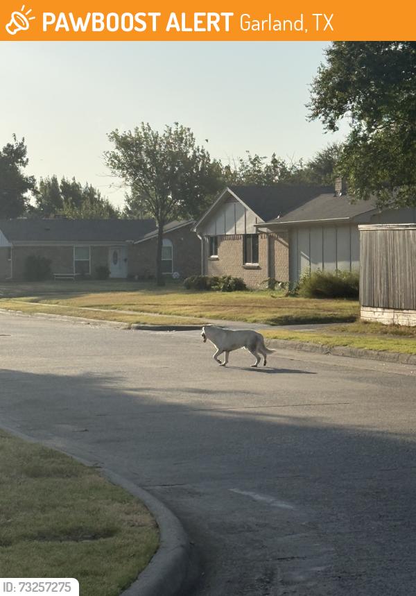 Found/Stray Unknown Dog last seen Mosswood, Garland, TX 75042