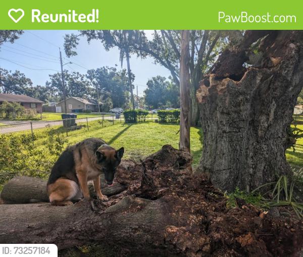 Reunited Female Dog last seen N. Albany and Kirby Ave, Tampa, FL 33604