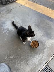 Found/Stray Unknown Cat last seen 38th and Delaware, Tulsa, OK 74105