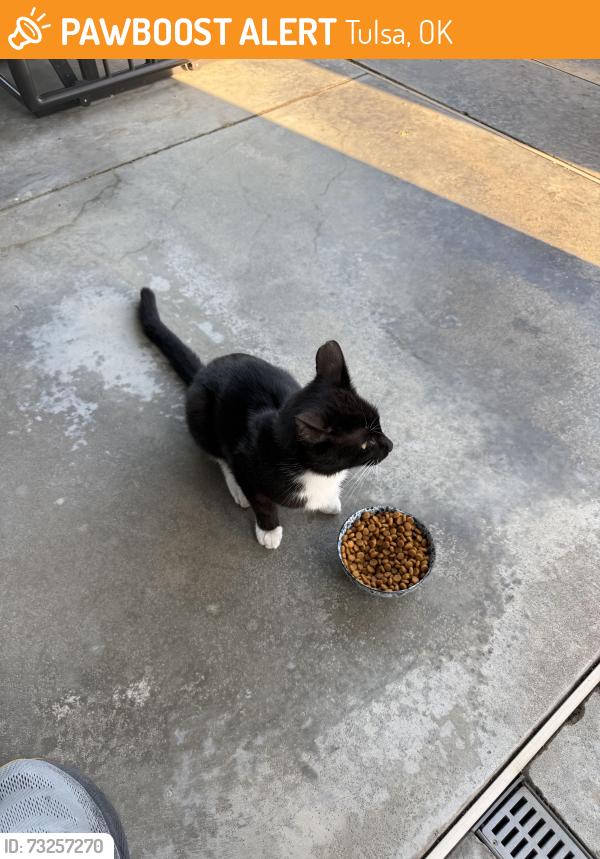Found/Stray Unknown Cat last seen 38th and Delaware, Tulsa, OK 74105