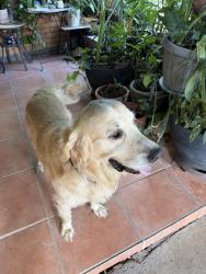 Reunited Male Dog last seen Near Candlewick St, Houston, TX 77015, USA, Houston, TX 77015