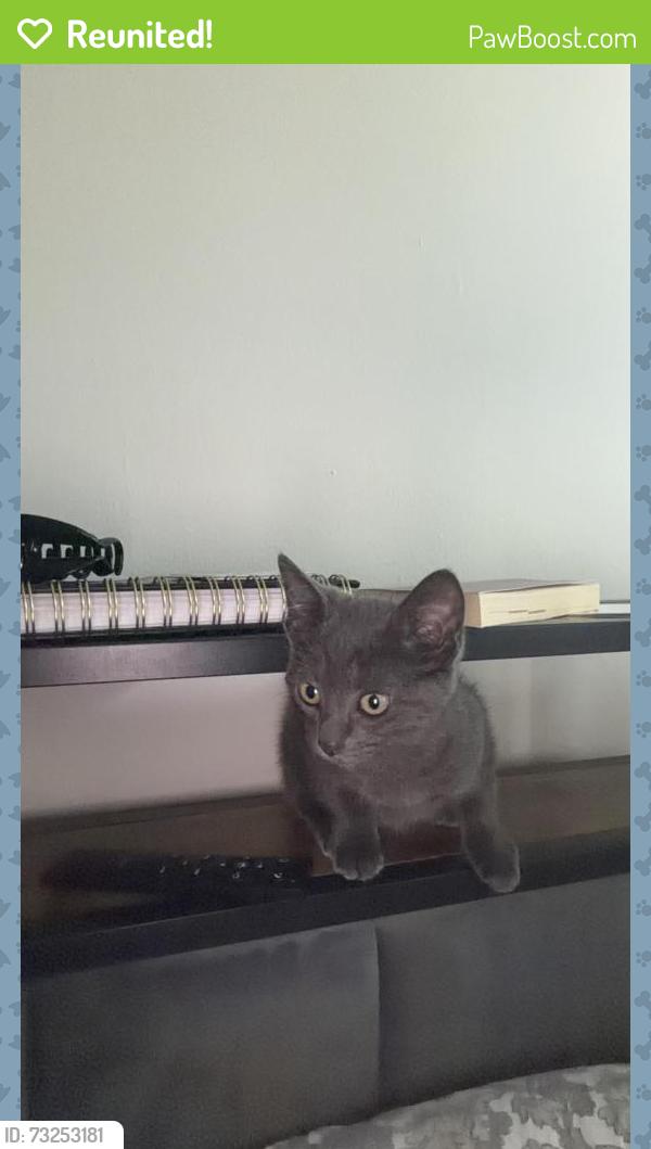 Reunited Male Cat last seen Near Loch Raven blvd The Metropolitan, Baltimore, MD 21239