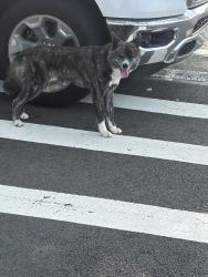 Lost Unknown Dog last seen Near Ave, Queens, NY 11411