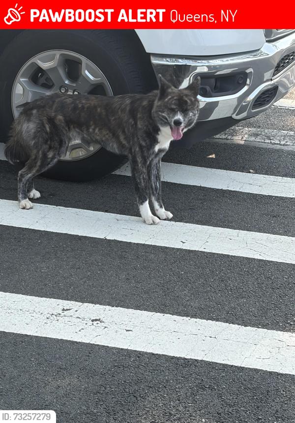 Lost Unknown Dog last seen Near Ave, Queens, NY 11411