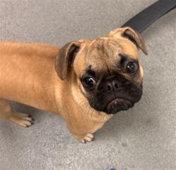 Shelter Stray Male Dog last seen 22ND ST X SHOTWELL, 1419 Bryant St, San Francisco, CA 94103, USA