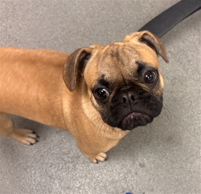 Shelter Stray Male Dog last seen 22ND ST X SHOTWELL, 1419 Bryant St, San Francisco, CA 94103, USA