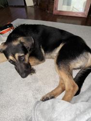 Found/Stray Male Dog last seen Top hat BBQ, Hayden, AL 35079