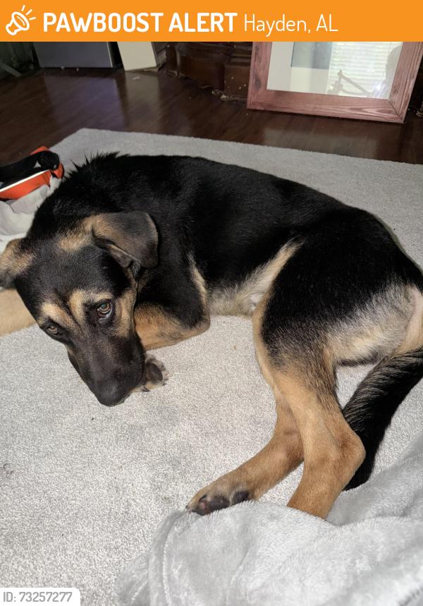 Found/Stray Male Dog last seen Top hat BBQ, Hayden, AL 35079