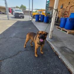 Shelter Stray Male Dog last seen , 3201 Lacy St, Los Angeles, CA 90031, USA