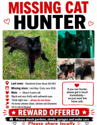 Lost Male Cat last seen B24 8EX, West Midlands, England B24 8EX
