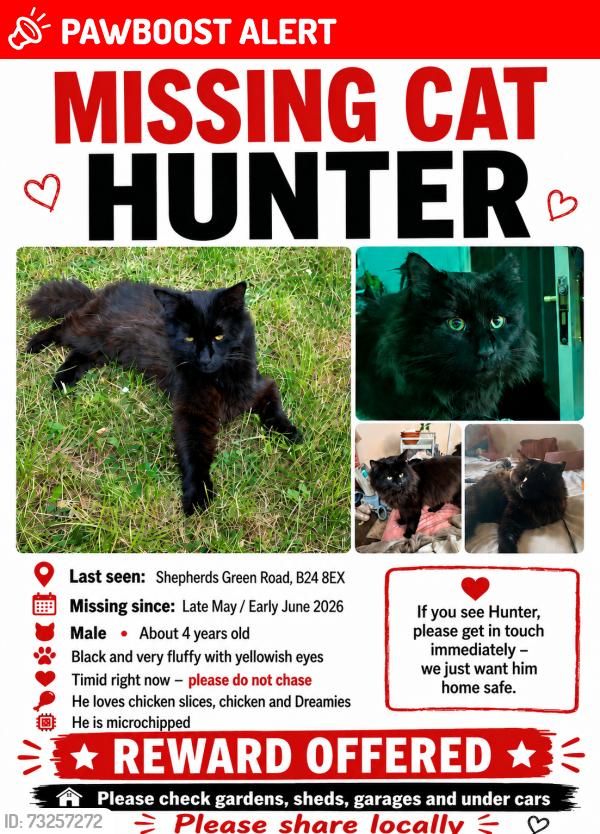 Lost Male Cat last seen B24 8EX, West Midlands, England B24 8EX
