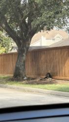 Lost Male Dog last seen Passimg HCC Alief Bissonett to the right side . Near fence, Houston, TX 77083