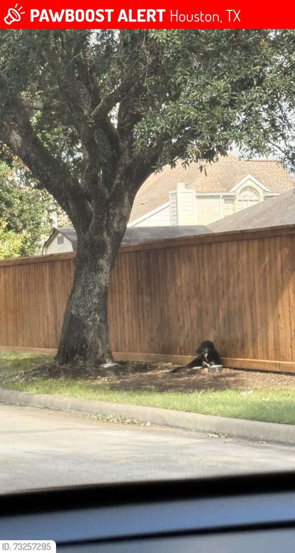 Lost Male Dog last seen Passimg HCC Alief Bissonett to the right side . Near fence, Houston, TX 77083