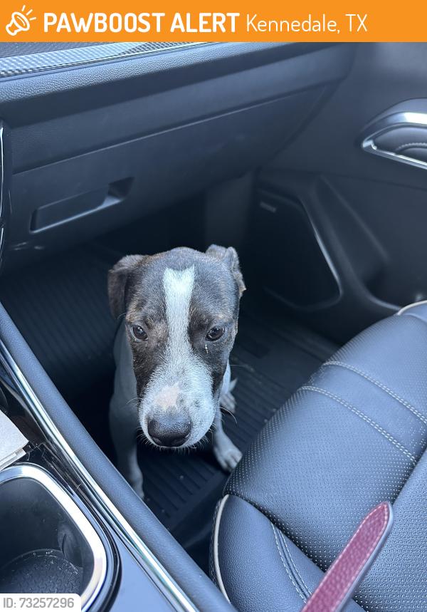 Found/Stray Male Dog last seen Pennsylvania Ave, Kennedale, TX 76060