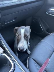 Found/Stray Male Dog last seen Pennsylvania Ave, Kennedale, TX 76060