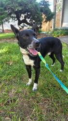 Found/Stray Male Dog last seen Brainerd Rd, Chattanooga, TN 37411