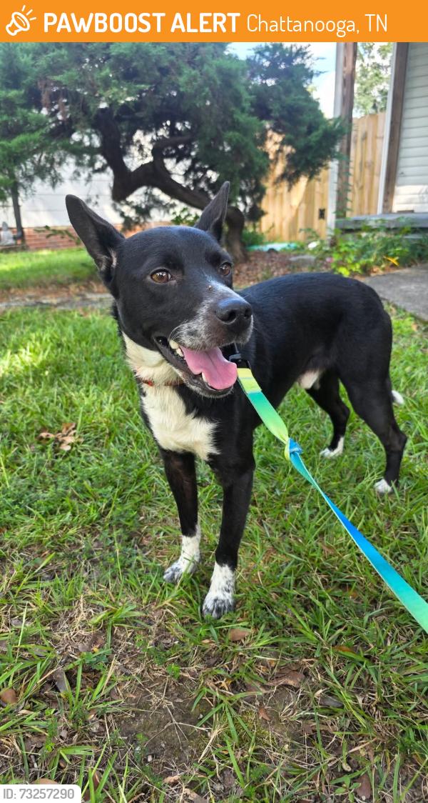 Found/Stray Male Dog last seen Brainerd Rd, Chattanooga, TN 37411