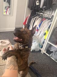 Reunited Male Dog last seen price street, Burslem, England 