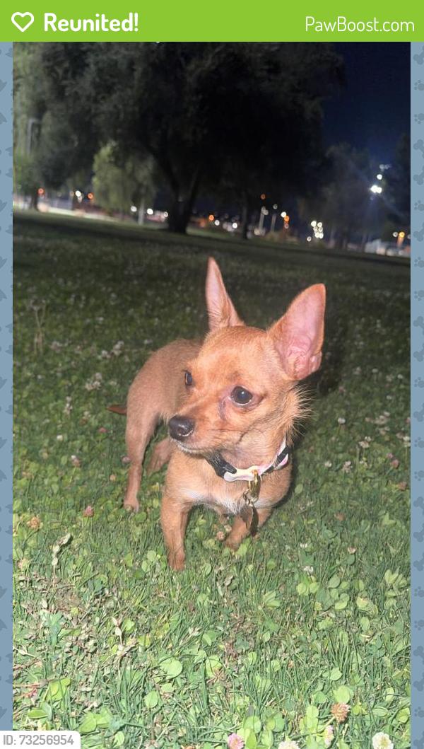 Reunited Female Dog last seen Warm springs and Gibson, Henderson, NV 89014