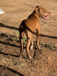 Found/Stray Female Dog last seen Questa and presidio, Abilene, TX 79605
