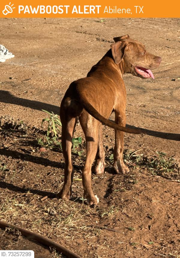 Found/Stray Female Dog last seen Questa and presidio, Abilene, TX 79605