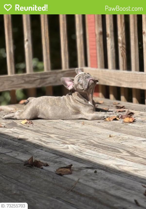 Reunited Female Dog last seen Las palmas, Altamonte Springs, FL 32714