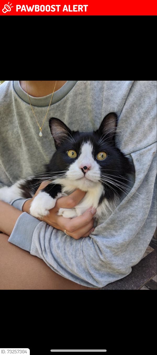 Lost Female Cat last seen Mohawk, Indian Harbour Beach, FL 32937