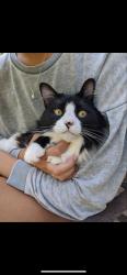 Lost Female Cat last seen Mohawk, Indian Harbour Beach, FL 32937