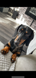 Reunited Female Dog last seen Riverdale road, Greater Manchester, England M9 8JQ