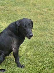 Reunited Female Dog last seen Wesleyan and west Alabama, Houston, TX 77027