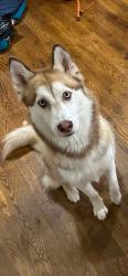 Reunited Female Dog last seen Near Blue Sage Rd, Oklahoma City, OK 73120, USA, Oklahoma City, OK 73120