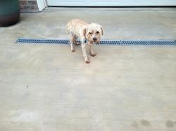 Found/Stray Unknown Dog last seen Cliffview Circle in Ridgeview Meadows, Johnson City, TN 37615
