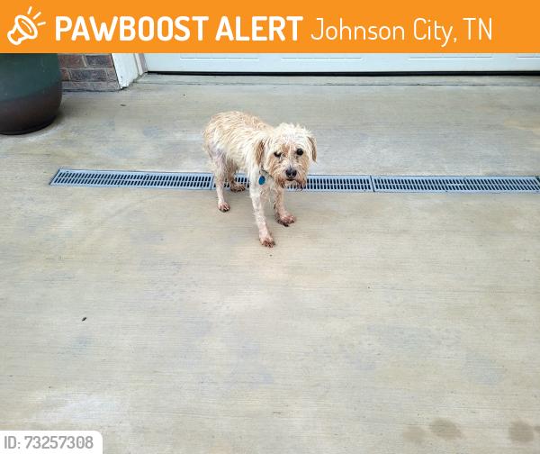 Found/Stray Unknown Dog last seen Cliffview Circle in Ridgeview Meadows, Johnson City, TN 37615