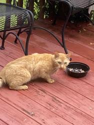 Found/Stray Unknown Cat last seen Near Appalachian highlands humane aociety, Johnson City, TN 37604