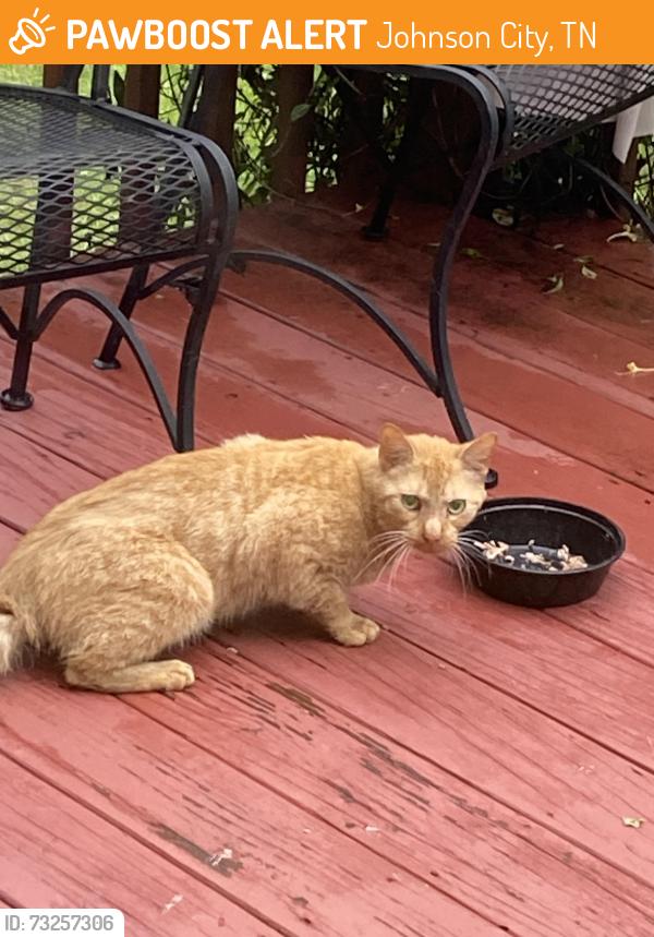 Found/Stray Unknown Cat last seen Near Appalachian highlands humane aociety, Johnson City, TN 37604