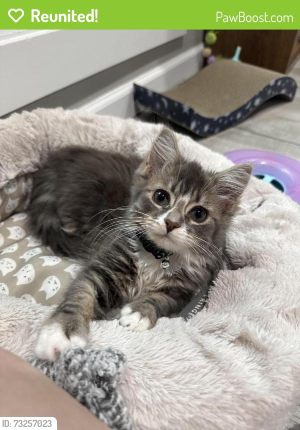 Reunited Female Cat last seen W north st, Jackson, MI 49202