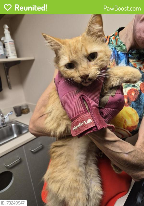 Reunited Male Cat last seen Tall Oaks & Norwood Road, Chatham County, NC 27516