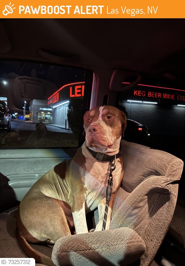 Found/Stray Male Dog last seen W Laredo st and duneville st, Las Vegas, NV 89146