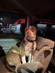 Found/Stray Male Dog last seen W Laredo st and duneville st, Las Vegas, NV 89146
