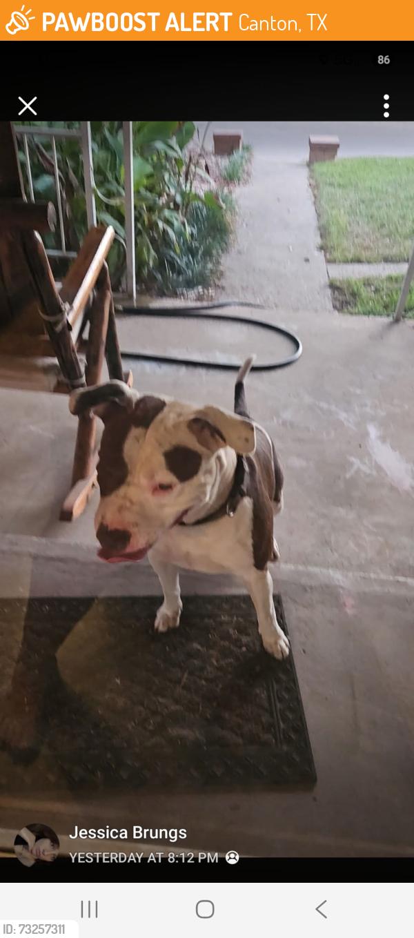 Found/Stray Male Dog last seen Goshen & Athens Street, Canton, TX 75103