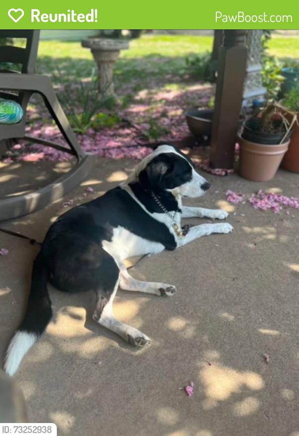 Reunited Male Dog last seen Penn Valley and Laings Ave. between FDR and old Maple Shade Schools, Bristol Township, PA 19007