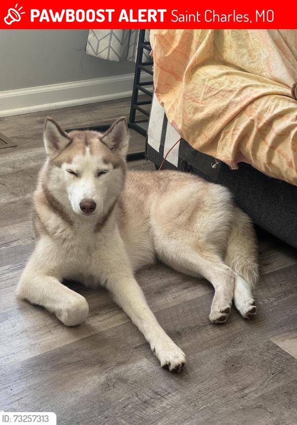Deceased Female Dog last seen DuSable Dog Park, Saint Charles MO, Saint Charles, MO 63301