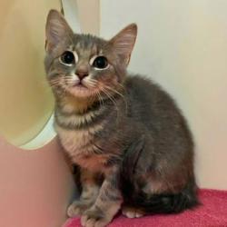 Shelter Stray Female Cat last seen Dollar General Union & Osceola Rd, County/Unicorporated, NC, 1491 Business Park Ct, Gastonia, NC 28052, USA