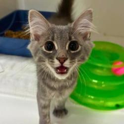 Shelter Stray Male Cat last seen Dollar General Union & Osceola Rd, County/Unicorporated, NC, 1491 Business Park Ct, Gastonia, NC 28052, USA