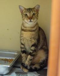 Shelter Stray Female Cat last seen Near Autumn circle Stone Mountain, 30088, 30088, GA, 3280 Chamblee Dunwoody Rd, Chamblee, GA 30341, USA