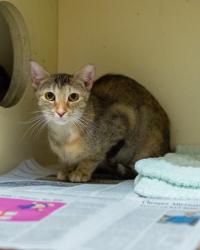 Shelter Stray Female Cat last seen Near Autumn circle Stone Mountain, 30088, 30088, GA, 3280 Chamblee Dunwoody Rd, Chamblee, GA 30341, USA