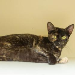 Shelter Stray Female Cat last seen Near Lakewood Avenue Southeast, Atlanta, GA 30315, Other - Out of County, GA, 3280 Chamblee Dunwoody Rd, Chamblee, GA 30341, USA