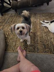 Reunited Male Dog last seen Near, Orefield, PA 18069