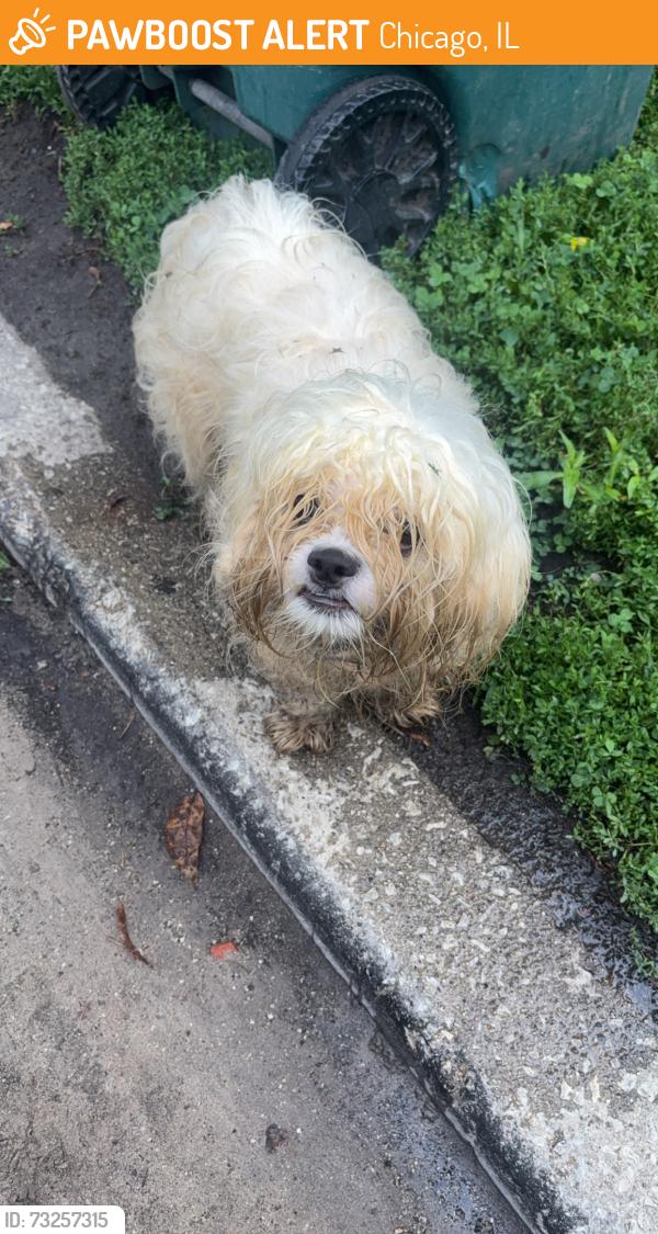 Found/Stray Male Dog last seen Ferdinand and Pine st, Chicago, IL 60644